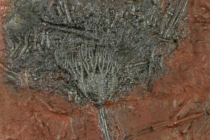 Silurian Fossil Crinoid (Scyphocrinites) Plate - Morocco #134237